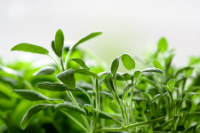 Clear Your Mind with Sage (Salvia officinalis)