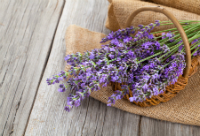 Relax With Lavender (Lavandula angustifolia)