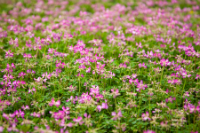 Astragalus (Astragalus spp.) / Viracid