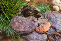 Medicinal Mushroom Blend