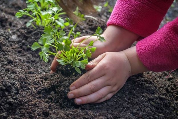 The power of the earth is being able to grow medicinal herbs.